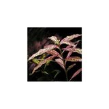MWX Teknoloji Hygrophila Rosanervig Zeytin Saksı Canlı Bitki