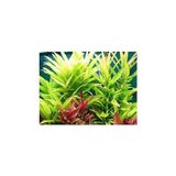 MWX Teknoloji Nomaphila Siamensis Saksı Canlı Bitki TR-B098 - Option-1
