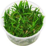 MWX Teknoloji Sagittaria Subulata In Canlı Bitki - Option-1