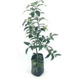 My Botanik 2 Yaş Aşılı Kumkuat (Kamkat) Fidanı 70-80 cm Tüplü ve Her Mevsim Yeşil