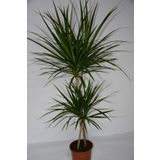 MY FLOWERS 120cm 2'li Dracaena Marginata Iç Mekan Çiçeği Ev Ofis Ve Salon Çiçeği