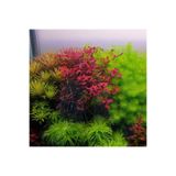 Myriophyllum Guyana In Vitro Canlı Bitki