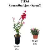 Mythriva Avantajlı 2'li Set Kırmızı Oya Ağacı Fidanı Karanfil Dış Mekan Bitkisi