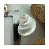Mythriva Doğal Deniz Kabuğu, Parlatılmış Sedef Turbo, 3-4 Cm, Dekoratif