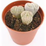 Mythriva Lithops Taş Kaktüs, BTSTS37 - Ahşap - Ceviz