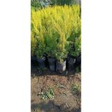 Mythriva Videolu Limoni Servi Çamı 1 Adet Saksılı/tüplü 30-60CM Bahçe Bitkisi (Cupressus)