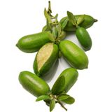 Nadir 3 Adet Parmak Limon Tohumu