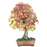 Nadir 5 Adet İthal Liquidambar Ağacı Tohumu