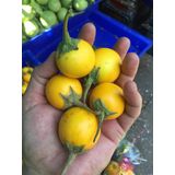 Nadir 5 Adet Thailand Sarı Patlıcan Tohumu