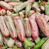 Nadir Ata Tohum Jalapeno Farmers Biber Tohumu (10 Tohum)