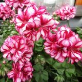 Nadir Bitki Katmerli Sarkan Grandeur İvy Arctic Rose Sakız Sardunya Fidesi (1 Fide)