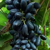 Nadir Bitki Tüplü Kokulu Yüksek Aromalı Sofralık Siyah Keçi Memesi Üzüm Fidanı