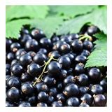 Nadir Black Goji Berry Fidanı (Sınırlı Stok)