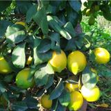 Nadir Bulunan Iri Meyveli Uzun Zagara Bianca Tuplu Limon Fidani