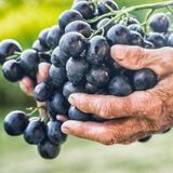 Nadir Bulunan Tuplu Denizli Cal Karasi Saraplik Uzum Fidani