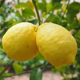 Nadir Bulunan Yari Bodur Kutdiken Tuplu Limon Fidani