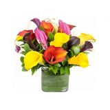 Nadir Calla Lily Çiçeği Tohumu 10 Tohum + Süpriz Hediye Tohum