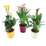 Nadir Calla Lily Tohumu Ekim Seti 10 Tohum +Saksı+Toprak+^Hediye