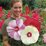 Nadir Dev Karışık Hibiscus Çiçeği Tohumu 5 Adet Tohum