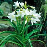 Nadir İri Çiçekli Parfüm Kokulu Crinum Powellii Album Bataklık Zambağı Soğanı (1 Adet)