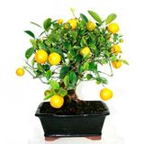 Nadir İtalyan Limon Bonsai ağacı Tohumu Bonzai Tohumu 3 Tohum