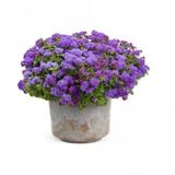 Nadir İthal Ageratum Çiçeği Tohum 10 Tohum Çiçek Tohumu