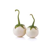 Nadir Ithal Beyaz Patlıcan Tohumu Ekim Seti 5 Tohum Saksı Toprak Kombin
