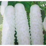 Nadir İthal Beyaz Salatalık Tohumu Ekim Seti White Cucumber 3 Tohum Saksı Toprak Kombin