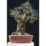 Nadir İthal Blueberry Bonzai Ağacı Tohumu 5 Tohum Bonsai Tohumu