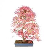 Nadir İthal Bodur Acer Platum Bonzai Ağacı Tohumu 5 Tohum Bonsai Tohumu