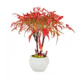 Nadir İthal Bodur Cennet Bonzai Ağacı Tohumu 5 Tohum Bonsai Tohumu