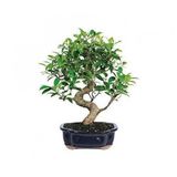Nadir İthal Bodur Defne Bonzai Ağacı Tohumu 3 Tohum Bonsai Tohumu