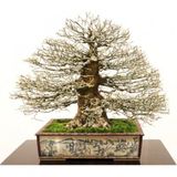 Nadir İthal Bodur Enkiantus Bonzai Ağacı Tohumu 5 Tohum Bonsai Tohumu