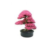 Nadir İthal Bodur Erguvan Bonzai Ağacı Tohumu 10 Tohum Bonsai Tohumu