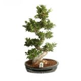 Nadir İthal Bodur Hambeles Bonzai Ağacı Tohumu 5 Tohum Bonsai Tohumu