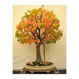 Nadir İthal Bodur Katsura Bonzai Ağacı Tohumu 5 Tohum Bonsai Tohumu