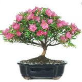 Nadir İthal Bodur Orkide Bonzai Ağacı Tohumu 5 Tohum Bonsai Tohumu