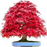 Nadir İthal Bodur Red Maple Bonzai Ağacı Tohumu 5 Tohum Bonsai Tohumu