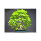 Nadir İthal Bodur Redwood Bonzai Ağacı Tohumu 5 Tohum Bonsai Tohumu