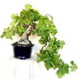 Nadir İthal Bodur Sarı Üzüm Bonzai Ağacı Tohumu 5 Tohum Bonsai Tohumu