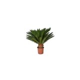 Nadir İthal Cycas Tohumu 3 Adet Tohum Sikas Revoluta