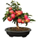Nadir İthal Elma Bonzai Ağacı Tohumu 3 Tohum Bonsai Tohumu