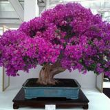 Nadir İthal Erguvan Bonzai Ağacı Tohumu 100 Tohum Bonsai Tohumu