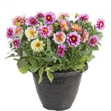 Nadir İthal Karışık Dahlia Çiçeği Tohumu Dinnerplate Çiçek Tohumu 5 Tohum