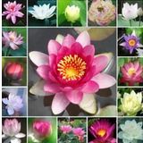 Nadir İthal Kutsal Lotus Çiçeği Tohumu 1 Adet Tohum Su Nilüferi