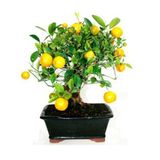 Nadir İthal Limon Bonzai Ağacı Tohumu 5 Tohum Bonsai Tohumu