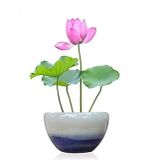 Nadir İthal Lotus Tohumu 20 Tohum Lotus Çiçeği Tohumu Nilüfer Tohumu Su Zambağı Tohumu Zambak Tohumu
