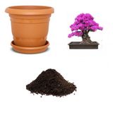 Nadir İthal Mersin Bonsai Ağacı Tohumu Ekim Seti