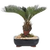 Nadir İthal Palmiye Bonzai Ağacı Tohumu 3 Tohum Bonsai Tohumu