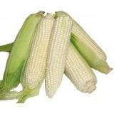NADIR ITHAL WAXY CORN MUMLU BEYAZ MıSıR TOHUMU 5 TOHUM DARı TOHUM